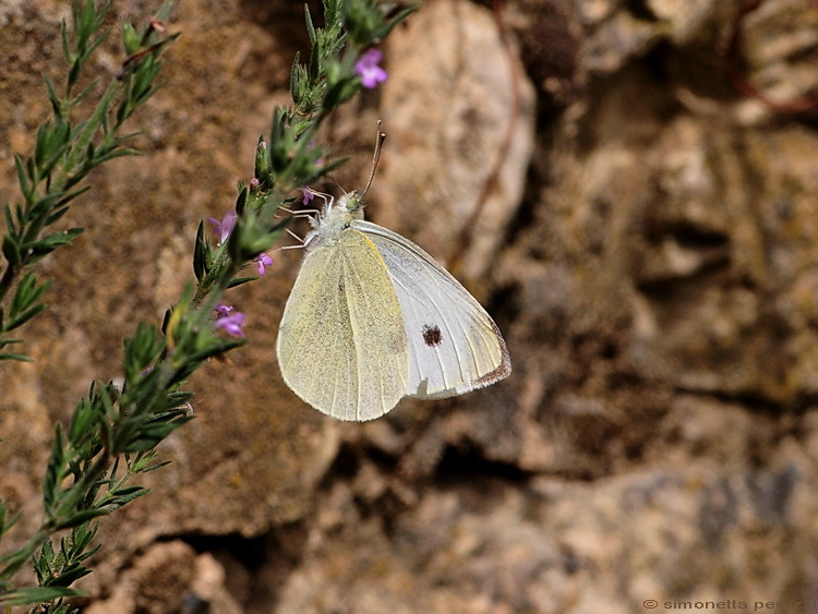 Lepidoptera del Chianti